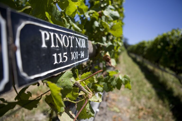 A close-up of a black vineyard sign labeled Pinot Noir 115 101-14 attached to a grapevine trellis.