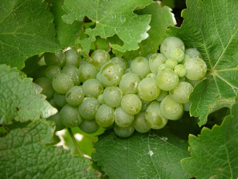 A close-up cluster of light green grapes hanging among large, textured vine leaves.