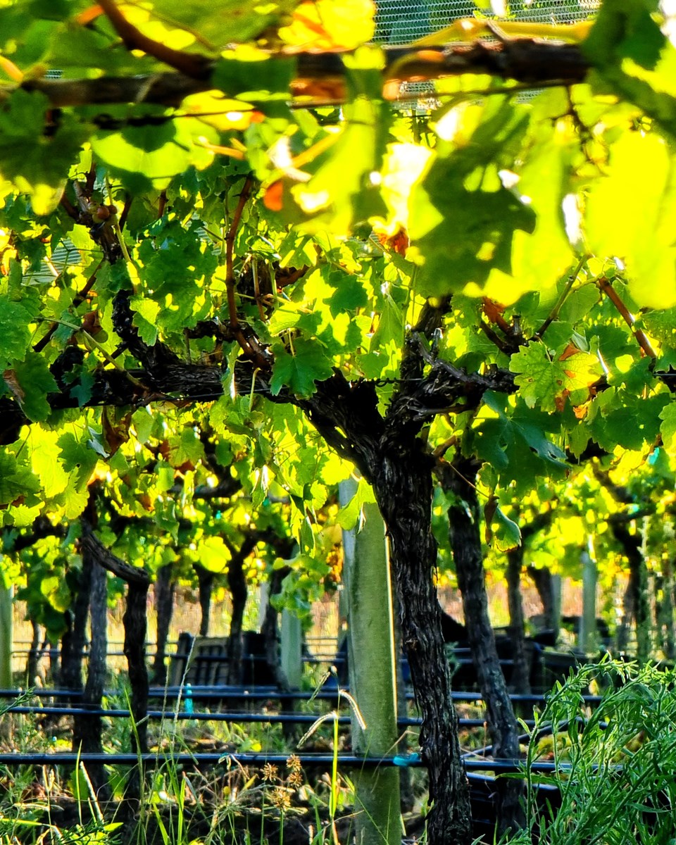 Sunlight filters through dense green leaves and woody grapevines in an outdoor vineyard row.