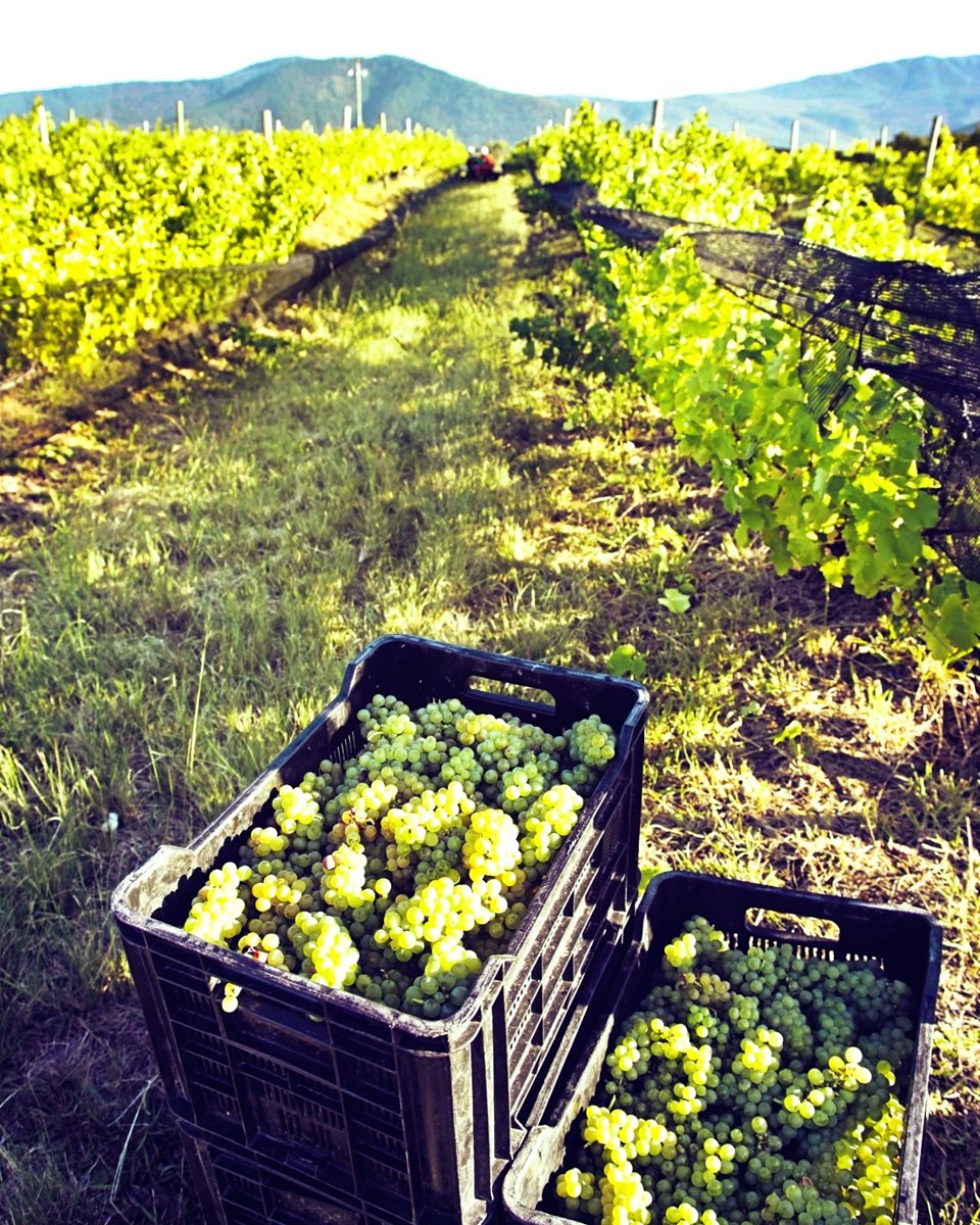 Two black plastic crates filled with harvested green wine grapes sit on the ground in a sunny vineyard.