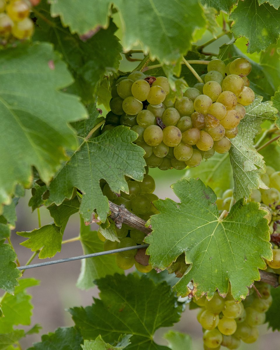 Clusters of ripe, golden-green grapes hanging on a vine surrounded by green leaves.