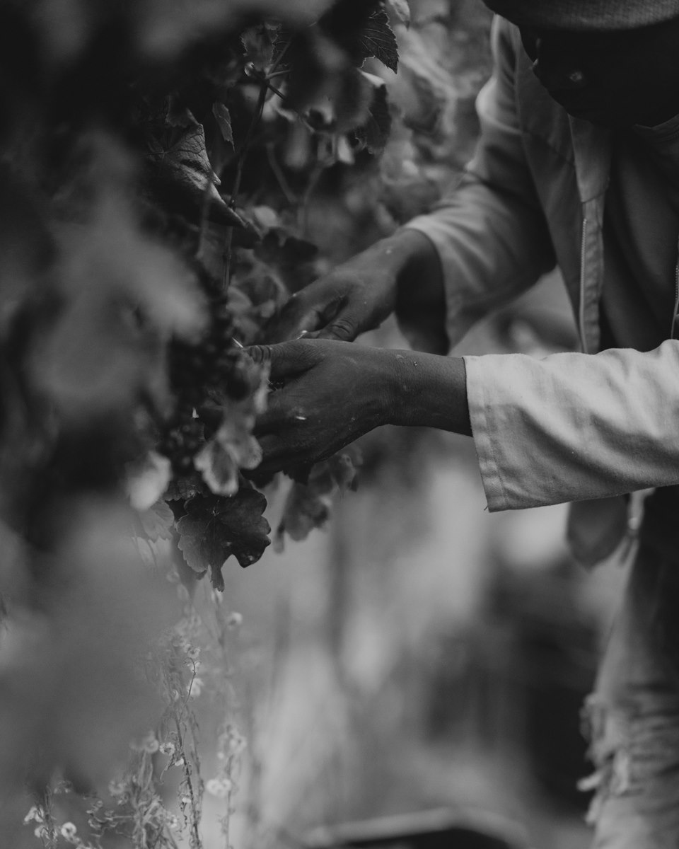Close-up of a person's hands harvesting grapes from a vine in a black and white photograph.