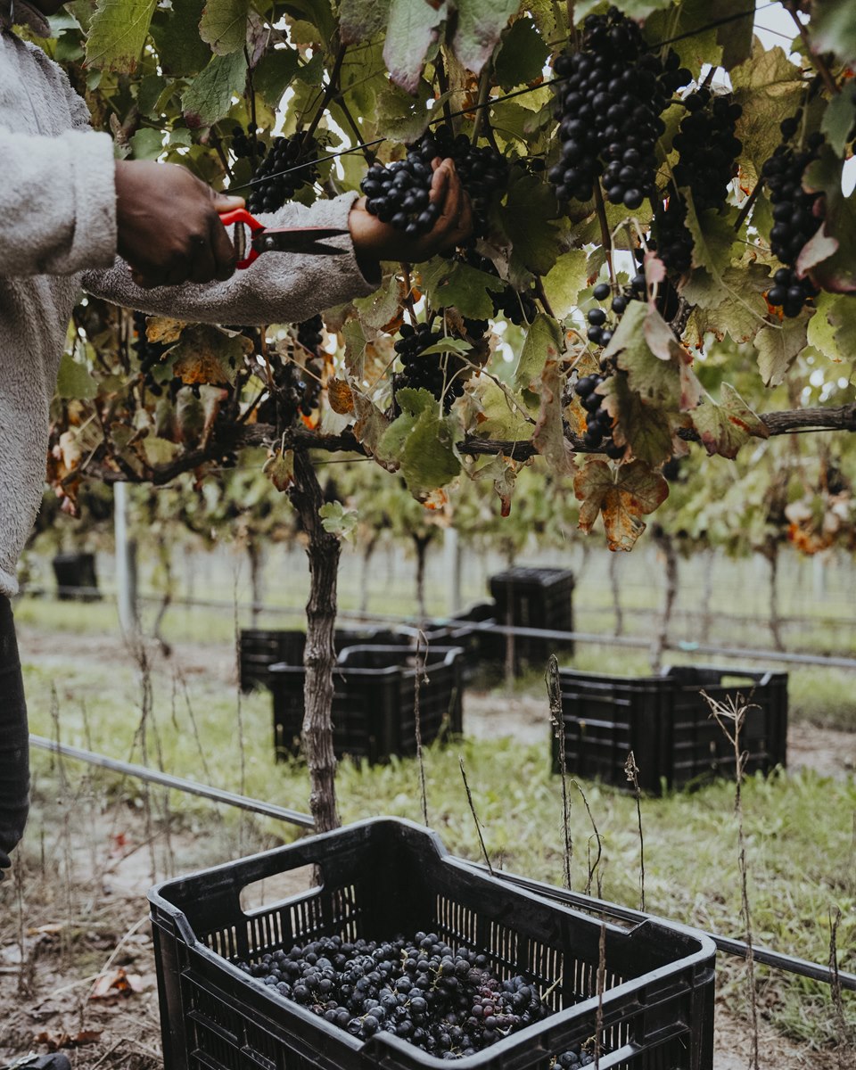 A person harvesting clusters of dark grapes with shears in a vineyard, with black crates placed between the vines.