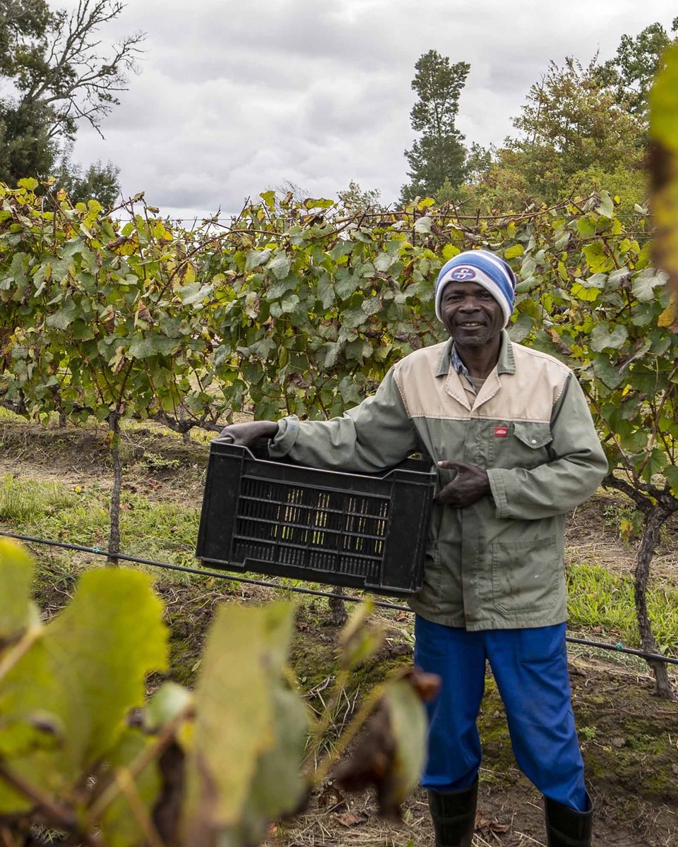 A smiling farm worker in a green jacket and blue beanie holding a plastic harvest crate in a vineyard.